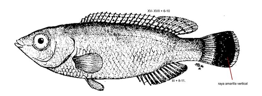 Symphodus melanocercus_0000001.jpg